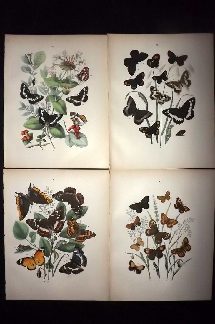 Kirby, William 1882 Lot of 4 Hand Col Butterfly Prints (1 of 2)