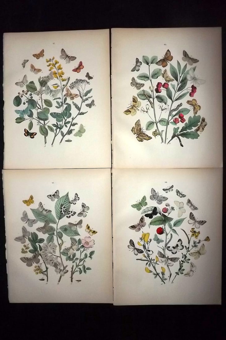 Kirby, William 1882 Lot of 4 Hand Col Moth Prints (1 of 2)
