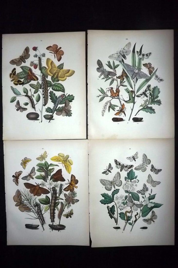 Kirby, William 1882 Lot of 4 Hand Col Moth Prints (1 of 2)