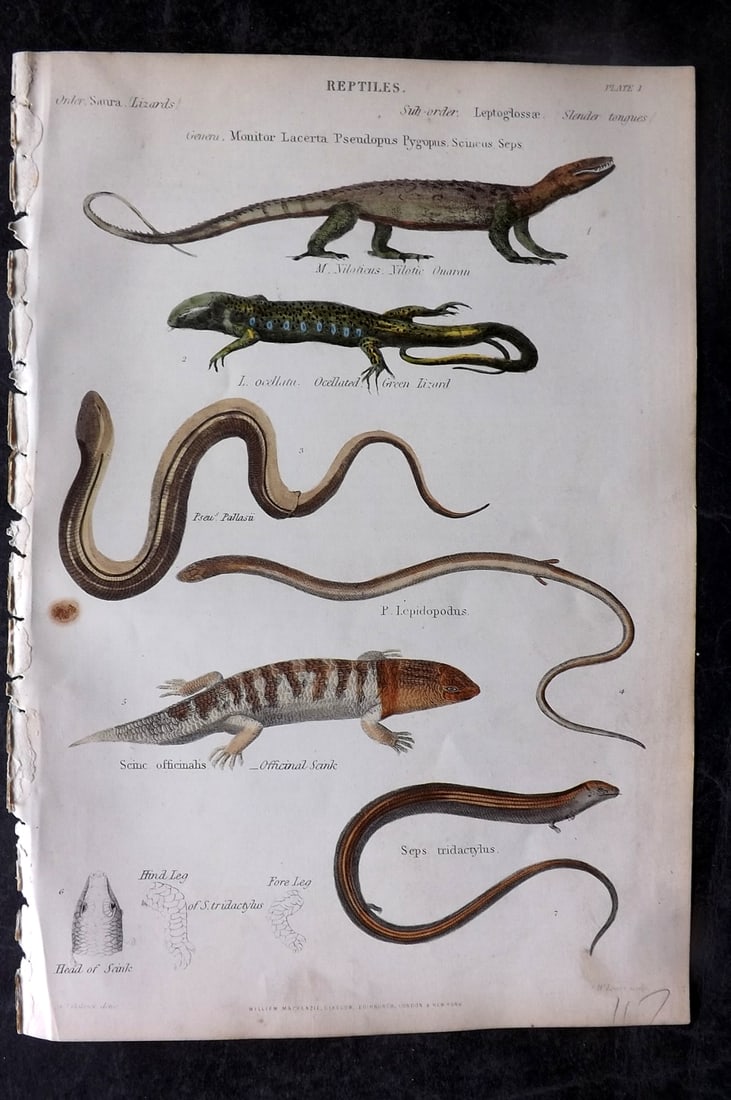 Richardson, John 1862 Hand Col Print. Lizard, Scink: Hand Colored Steel Engraving/Etching Published 1859-62 by William Mackenzie, Edinburgh & London for "The Museum of Natural History" by John Richardson. Paper Size: 10.5 x 7 inch (27 x 18cm) Minor tone