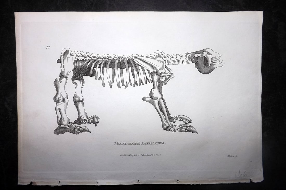 Shaw, George 1800 Antique Print. Extinct Megatherium Americanum: Copper Plate Published 1800-26 by G.Kearsley, London for "General Zoology or Systematic Natural History" George Shaw. Paper Size: 9 x 6 inch (23 x 15cm) Good Condition
