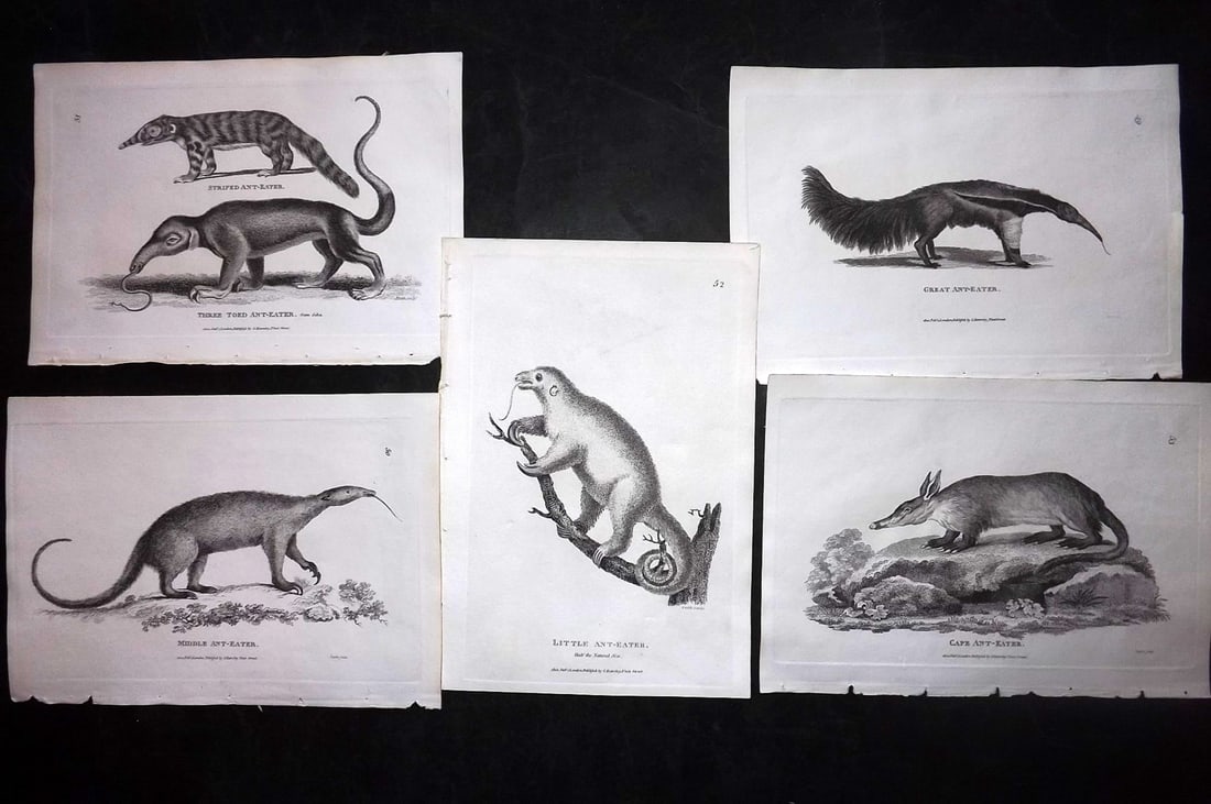 Shaw, George 1800 Lot of 5 Antique Prints. Ant Eaters: Copper Plate Published 1800-26 by G.Kearsley, London for "General Zoology or Systematic Natural History" George Shaw. Paper Size: 9 x 6 inch (23 x 15cm) Good Condition
