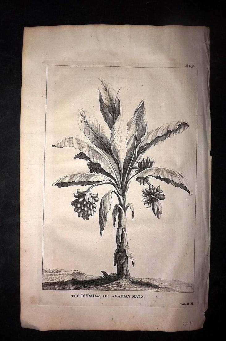 Calmet, Augustin 1732 Folio Print. Dudaims or Arabian Maiz: Folio Copper Plate Published 1732, London for "An Historical, Critical, Geographical, Chronological and Etymological Dictionary of the Holy Bible" First English Edition by Augustin Calmet. Paper Size: