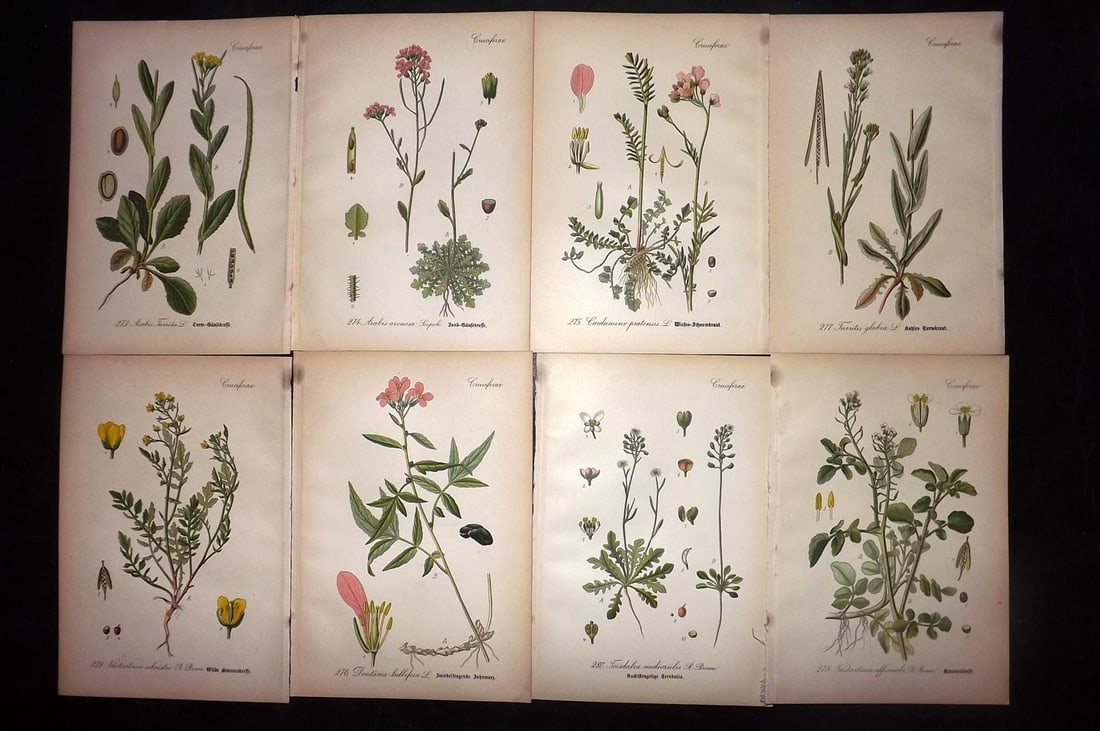 Thome, Otto 1903 Lot of 8 Antique Botanical Prints: Chromolithograph Published 1903-05, Verlag, Germany for "Flora von Deutschland, Osterreich und der Schweiz" by Otto Wilhelm Thome et al. Paper Size: 8.5 x 6 inch (22 x 15cm) Good Condition