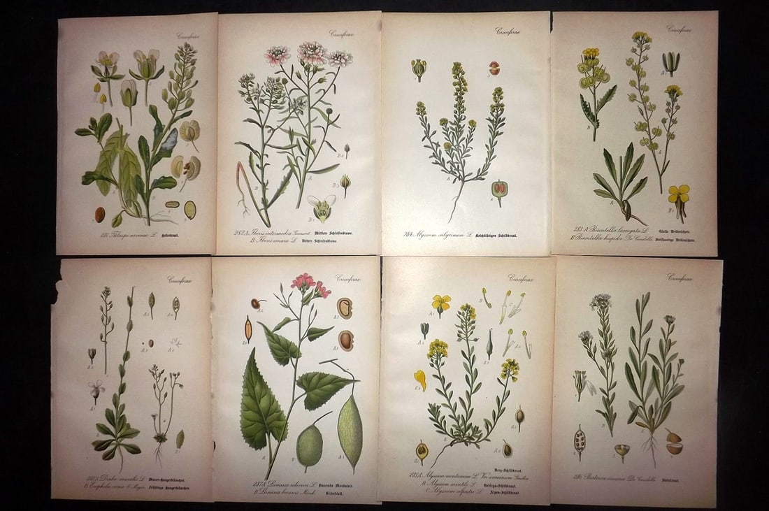 Thome, Otto 1903 Lot of 8 Antique Botanical Prints: Chromolithograph Published 1903-05, Verlag, Germany for "Flora von Deutschland, Osterreich und der Schweiz" by Otto Wilhelm Thome et al. Paper Size: 8.5 x 6 inch (22 x 15cm) Good Condition