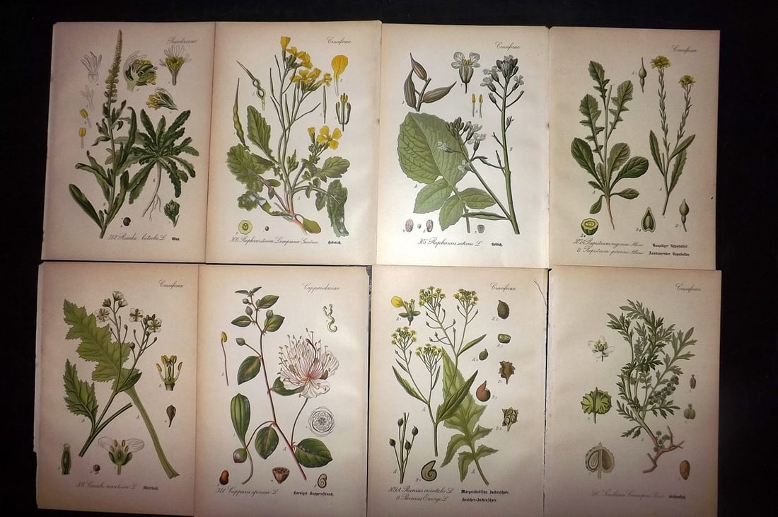 Thome, Otto 1903 Lot of 8 Antique Botanical Prints: Chromolithograph Published 1903-05, Verlag, Germany for "Flora von Deutschland, Osterreich und der Schweiz" by Otto Wilhelm Thome et al. Paper Size: 8.5 x 6 inch (22 x 15cm) Good Condition