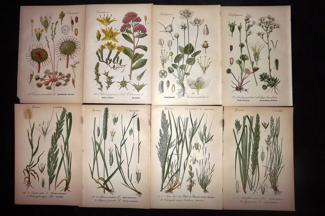 Thome, Otto 1903 Lot of 8 Antique Botanical Prints: Chromolithograph Published 1903-05, Verlag, Germany for "Flora von Deutschland, Osterreich und der Schweiz" by Otto Wilhelm Thome et al. Paper Size: 8.5 x 6 inch (22 x 15cm) Good Condition