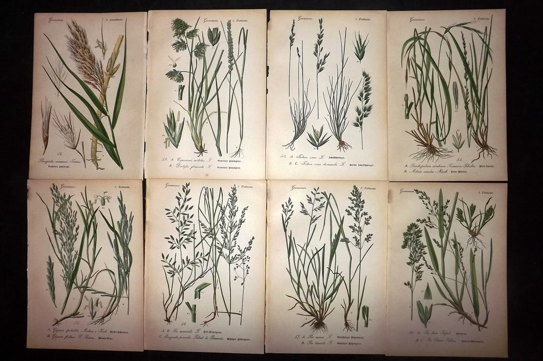Thome, Otto 1903 Lot of 8 Antique Botanical Prints: Chromolithograph Published 1903-05, Verlag, Germany for "Flora von Deutschland, Osterreich und der Schweiz" by Otto Wilhelm Thome et al. Paper Size: 8.5 x 6 inch (22 x 15cm) Good Condition