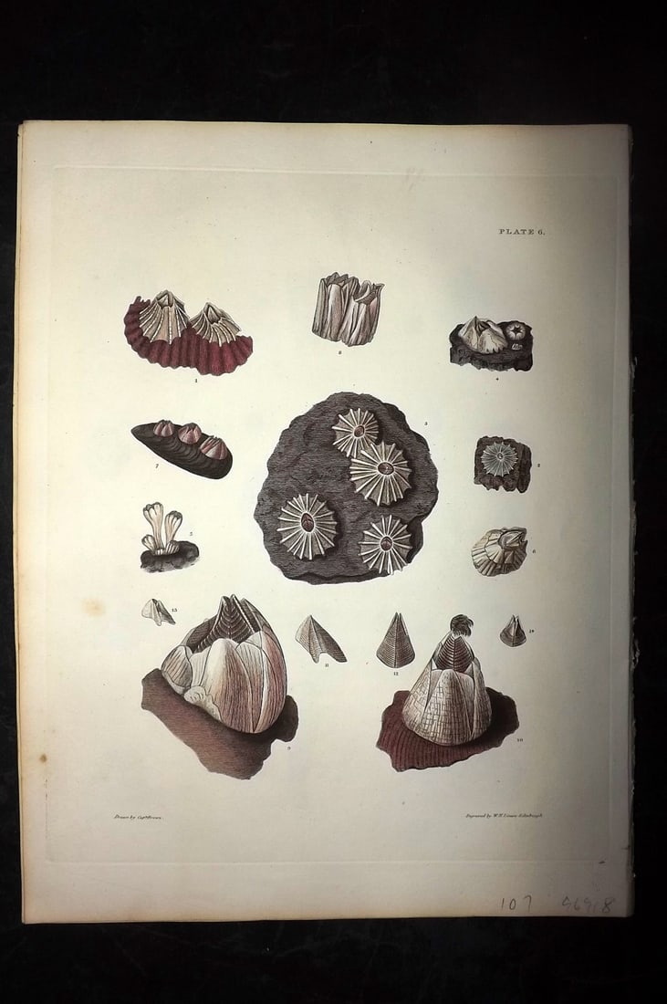 Brown, Captain 1827 Folio Hand Col Shell Print 06: Folio Steel Engraving/Etching Published 1827, London for Illustrations of the Conchology of Great Britain and Ireland" by Captain Thomas Brown. Engraved by W. H. and D. Lizars. Fine hand colour as iss