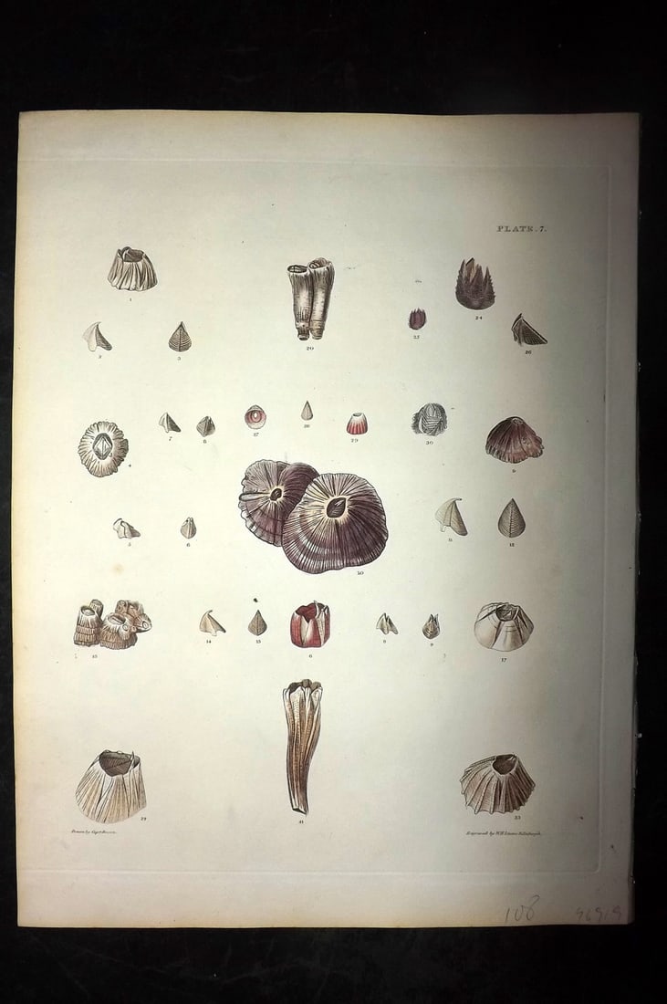 Brown, Captain 1827 Folio Hand Col Shell Print 07: Folio Steel Engraving/Etching Published 1827, London for Illustrations of the Conchology of Great Britain and Ireland" by Captain Thomas Brown. Engraved by W. H. and D. Lizars. Fine hand colour as iss