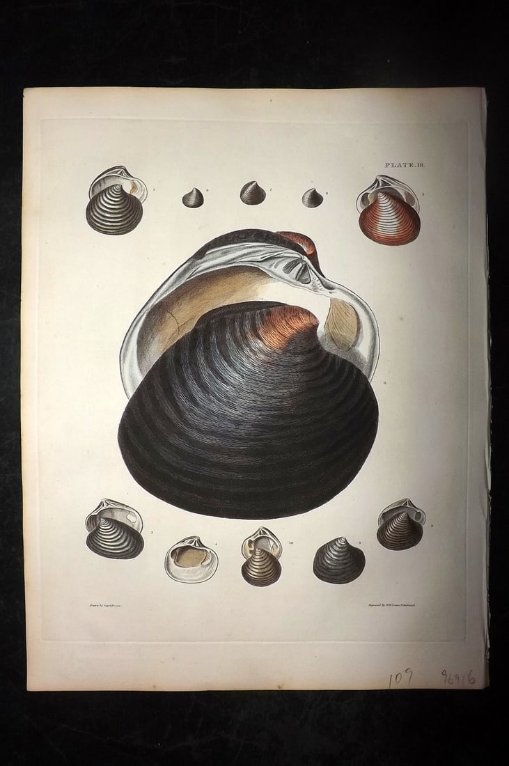 Brown, Captain 1827 Folio Hand Col Shell Print 18 (1 of 2)