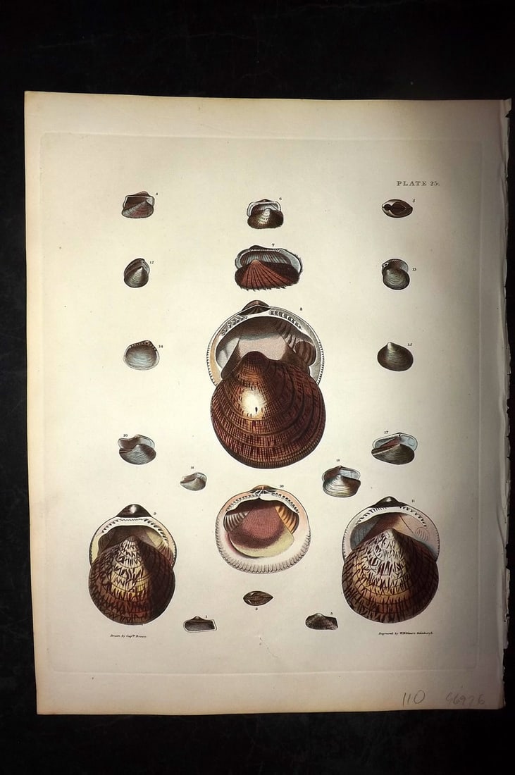Brown, Captain 1827 Folio Hand Col Shell Print 25 (1 of 2)