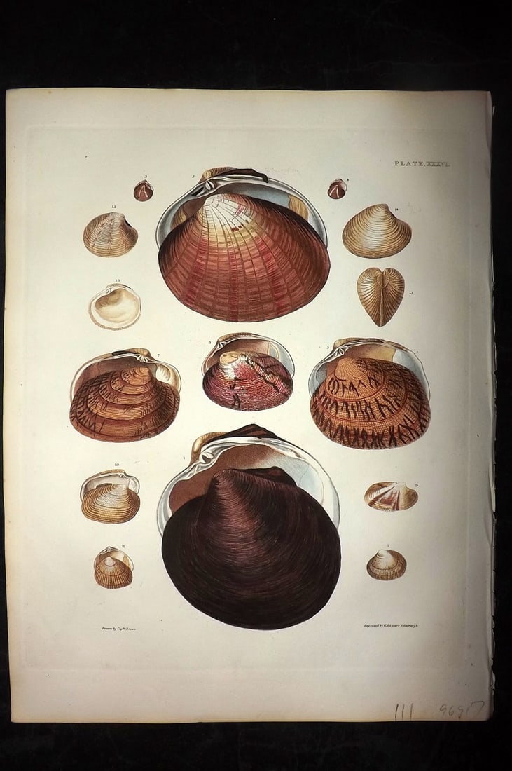 Brown, Captain 1827 Folio Hand Col Shell Print 36 (1 of 2)