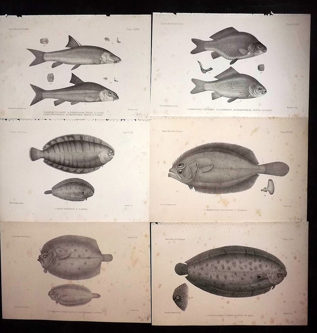 Day, Francis 1884 Lot of 6 Antique Fish Prints: Lithographs Published 1880-84, London for "The Fishes of Great Britain and Ireland" by Francis Day. Paper Size: 10 x 7 inch (26 x 18cm) Some tone spotting present