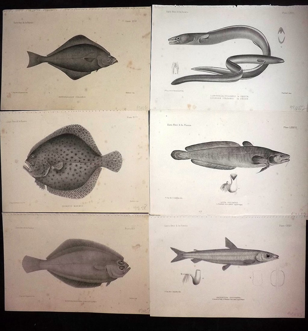 Day, Francis 1884 Lot of 6 Antique Fish Prints: Lithographs Published 1880-84, London for "The Fishes of Great Britain and Ireland" by Francis Day. Paper Size: 10 x 7 inch (26 x 18cm) Some tone spotting present