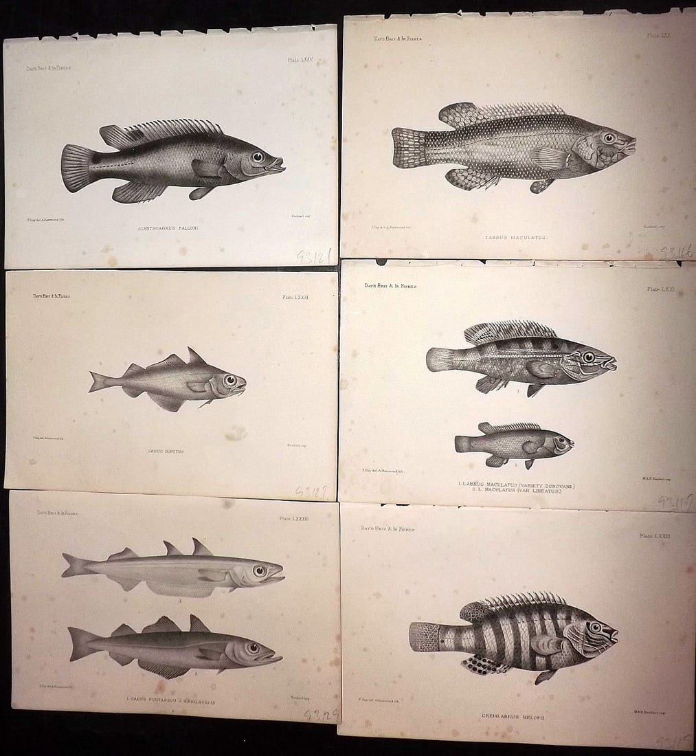 Day, Francis 1884 Lot of 6 Antique Fish Prints: Lithographs Published 1880-84, London for "The Fishes of Great Britain and Ireland" by Francis Day. Paper Size: 10 x 7 inch (26 x 18cm) Some tone spotting present