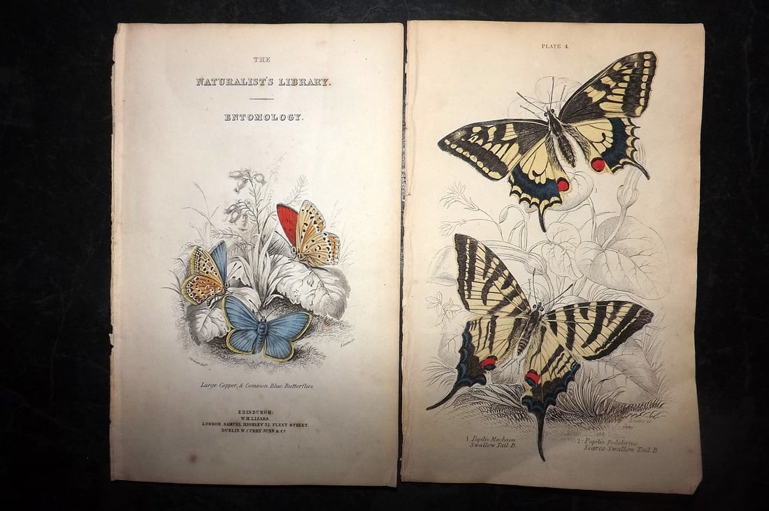 Jardine, William C1840 Pair of Hand Col Butterfly Prints incl Title (1 of 1)