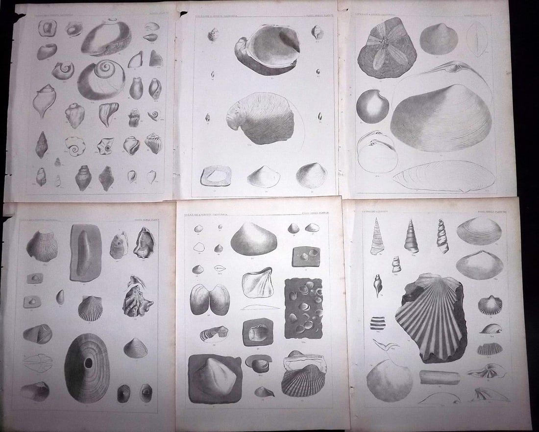 Williamson, Lieut R. S. 1856 Lot of 6 Fossil Shell Prints (1 of 2)