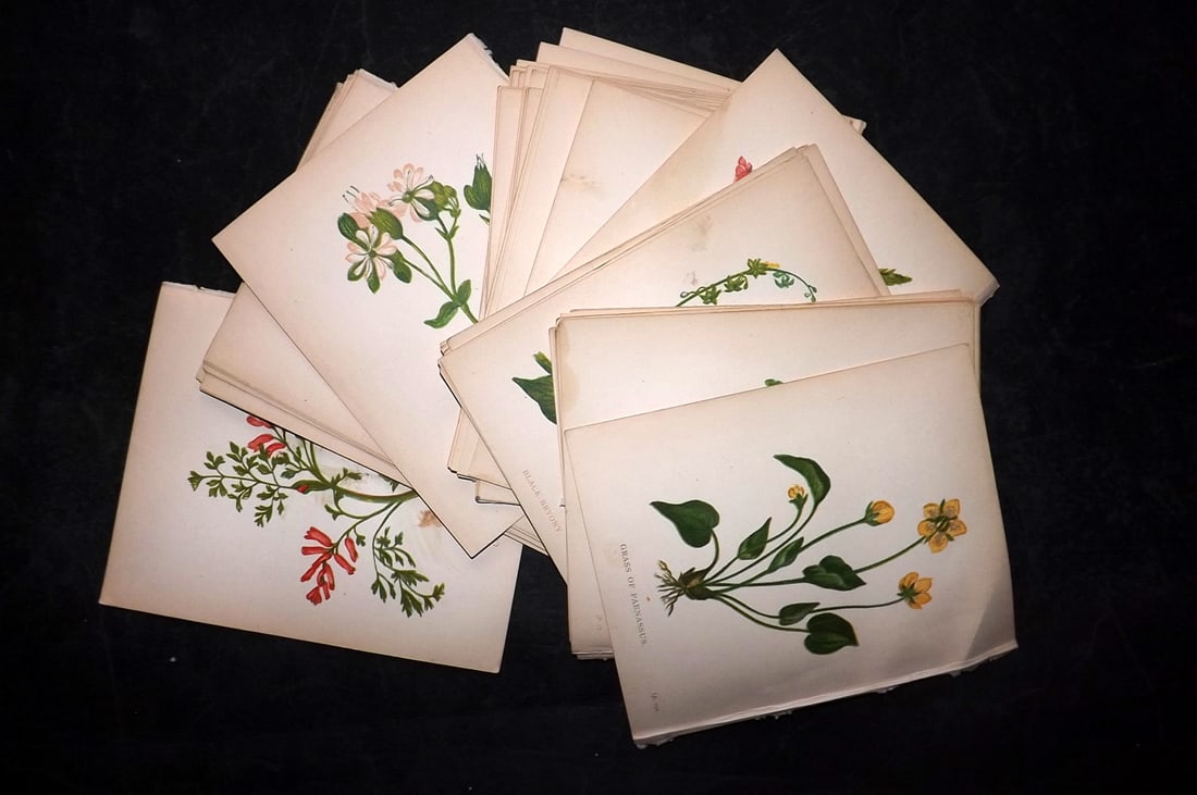 Pratt, Anne 1893 Lot of 60 Antique Botanical Prints (1 of 6)