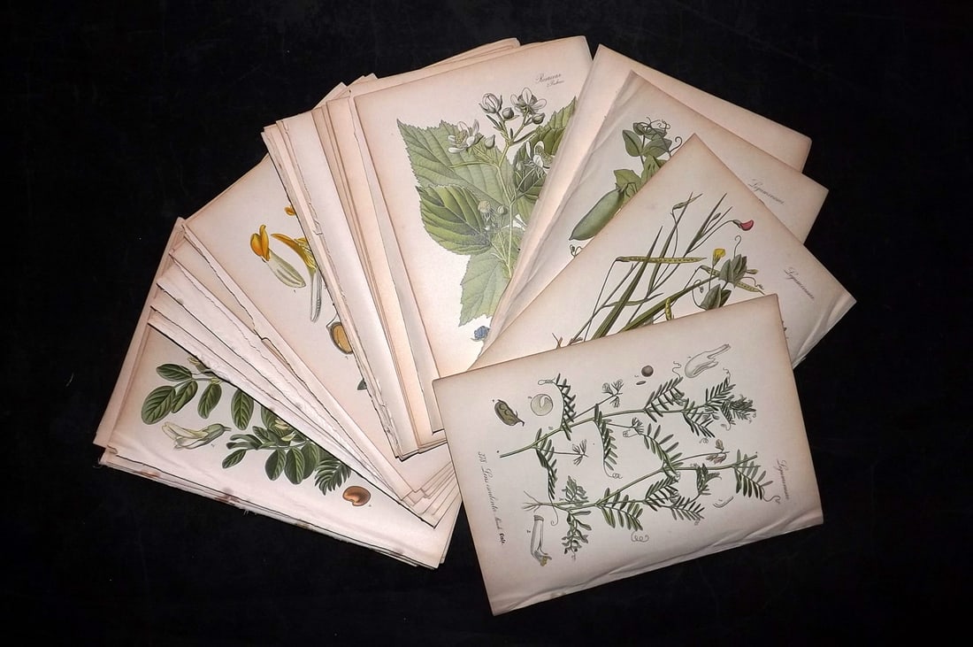 Thome, Otto 1903 Lot of 50 Antique Botanical Prints (1 of 9)