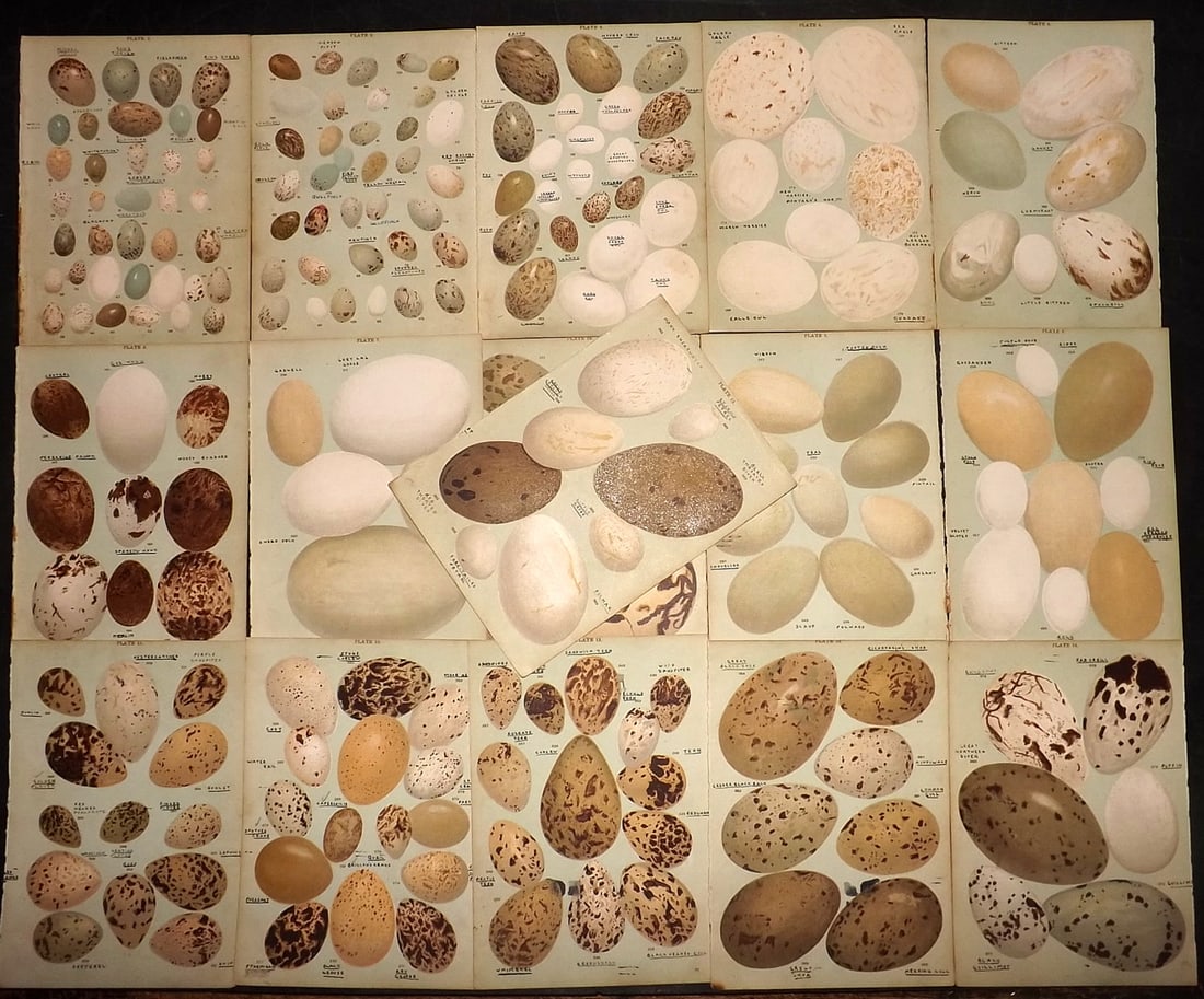 Gordon, W. J. C1900 Lot of 16 Antique Bird Egg Prints (Faults) (1 of 4)