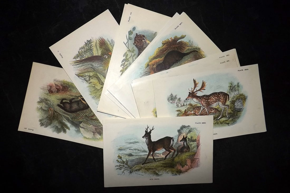 Lloyds's 1897 Lot of 16 Antique Prints. British Mammals: Chromolithographs Published 1894-97, London for "Lloyds's Natural History..." Edited by R. Bowdler Sharpe, W. F. Kirby, H. O. Forbes, R. Lydekker, and W. R. Olive-Grant. Illustrated after Keulemans, G