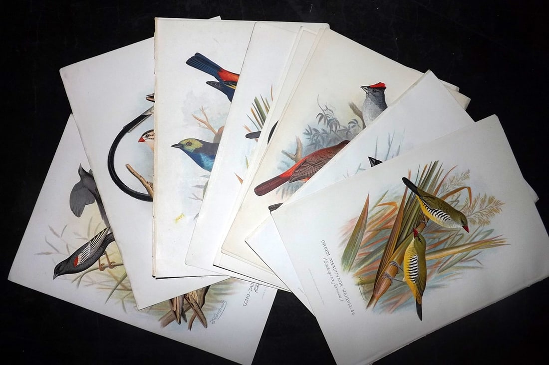 Frohawk, F. W. & Butler, Arthur 1899 Lot of 12 Bird Prints (1 of 5)