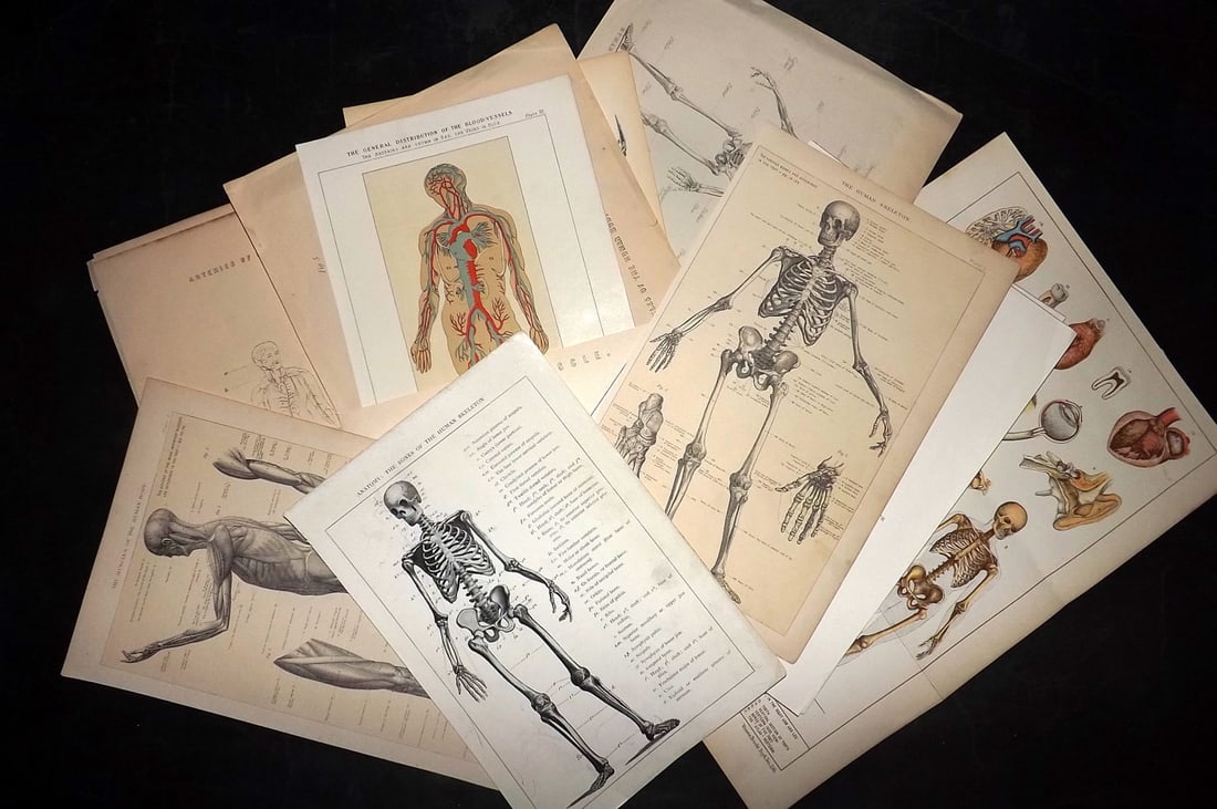 Anatomy C1860-1923 Lot of 15 Antique Skeleton Prints (1 of 6)
