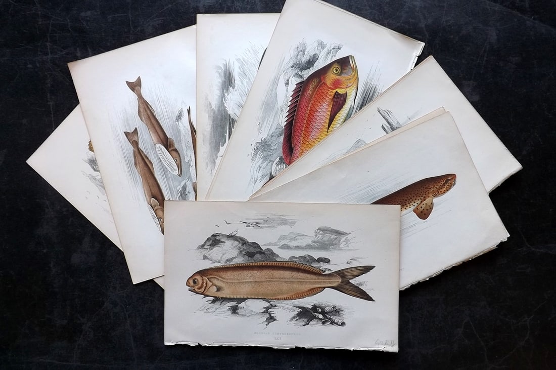 Couch, Jonathan 1860's Lot of 12 Antique Fish Prints (1 of 5)