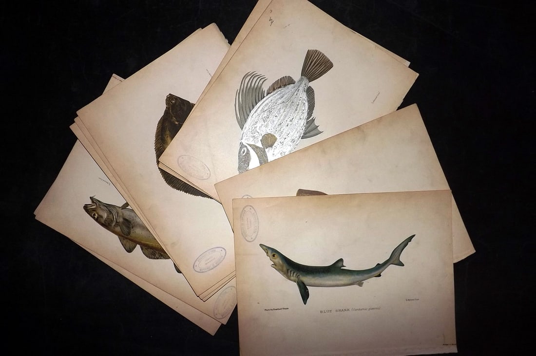 Aflalo, F. G. 1904 Lot of 11 Antique Fish Prints (Library Stamps): Chromolithographs Published 1904, London for "British Salt-Water Fishes" by F. G. Aflalo. Illustrated from Photographs by Reinhold Thiele. Paper Size: 9 x 7 inch (25 x 18cm) All with ink lbrary stamp 