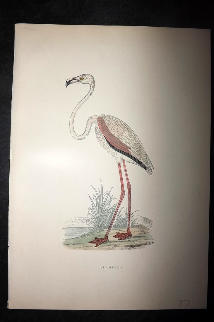 Morris, Francis 1903 Hand Col Bird Print. Flamingo (1 of 1)