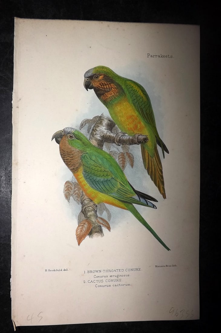 Seth-Smith, David 1926 HCol Bird Print. Brown Throated & Cactus Conure Parrots (1 of 1)