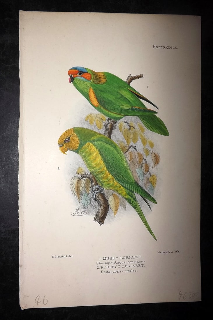 Seth-Smith, David 1926 HCol Bird Print. Musky & Perfect Lorikeet (1 of 1)