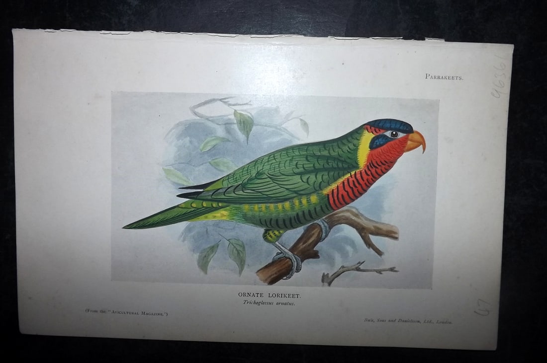 Seth-Smith, David 1926 HCol Bird Print. Ornate Lorikeet (1 of 1)