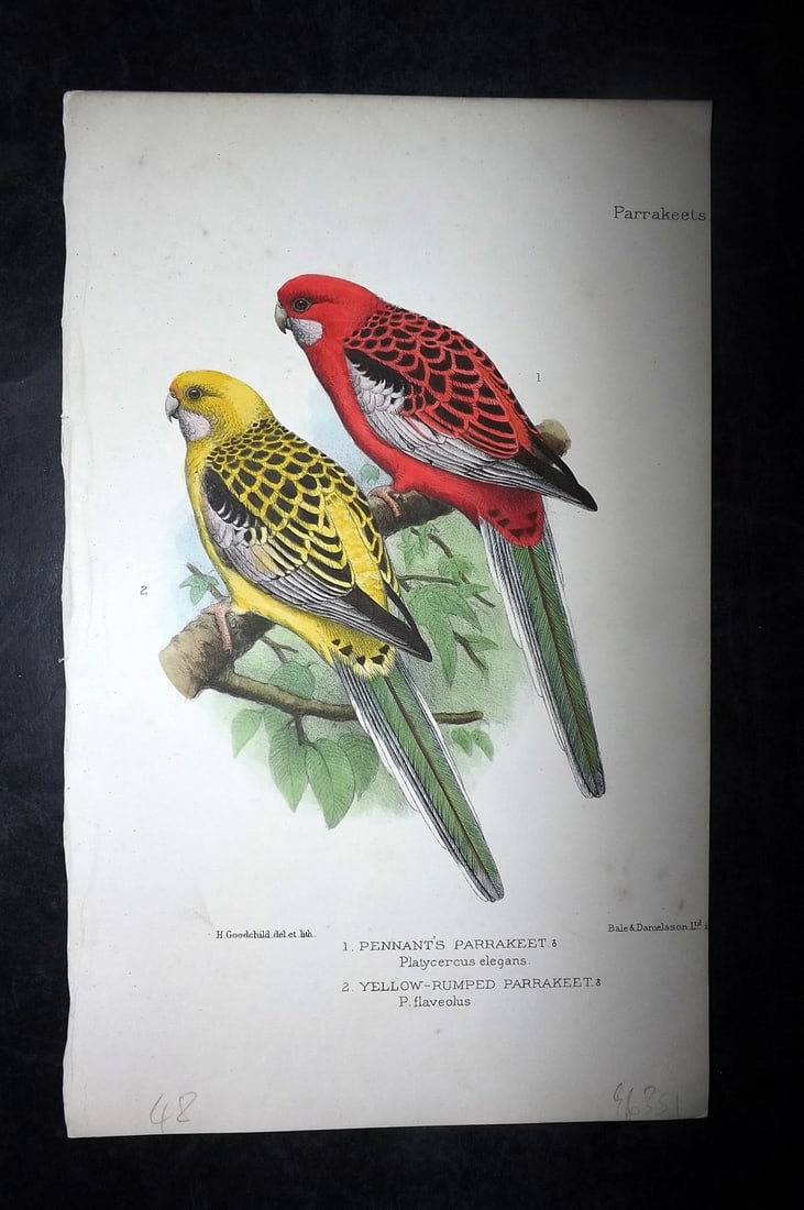 Seth-Smith, David 1926 HCol Bird Print. Pennant's & Yellow Rumped Parakeet (1 of 1)