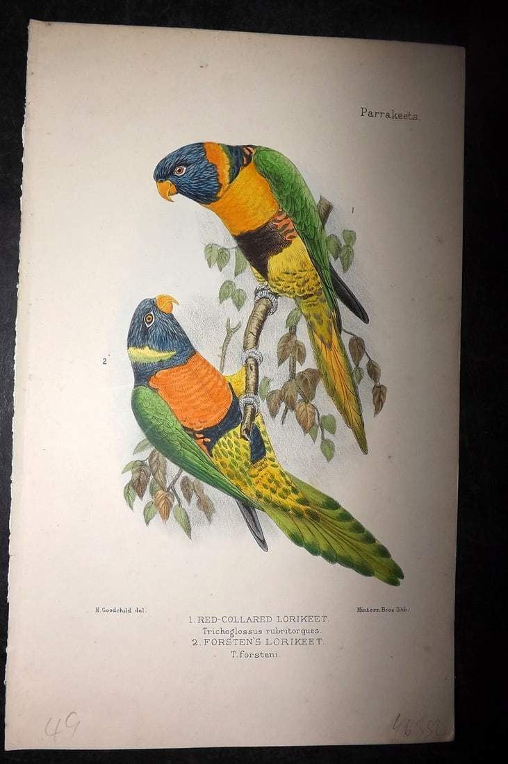 Seth-Smith, David 1926 HCol Bird Print. Red-Collared & Forsten's Lorikeet (1 of 1)