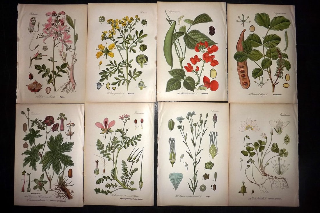 Thome, Otto 1903 Lot of 8 Antique Botanical Prints: Chromolithograph Published 1903-05, Verlag, Germany for "Flora von Deutschland, Osterreich und der Schweiz" by Otto Wilhelm Thome et al. Paper Size: 8.5 x 6 inch (22 x 15cm) Good Condition