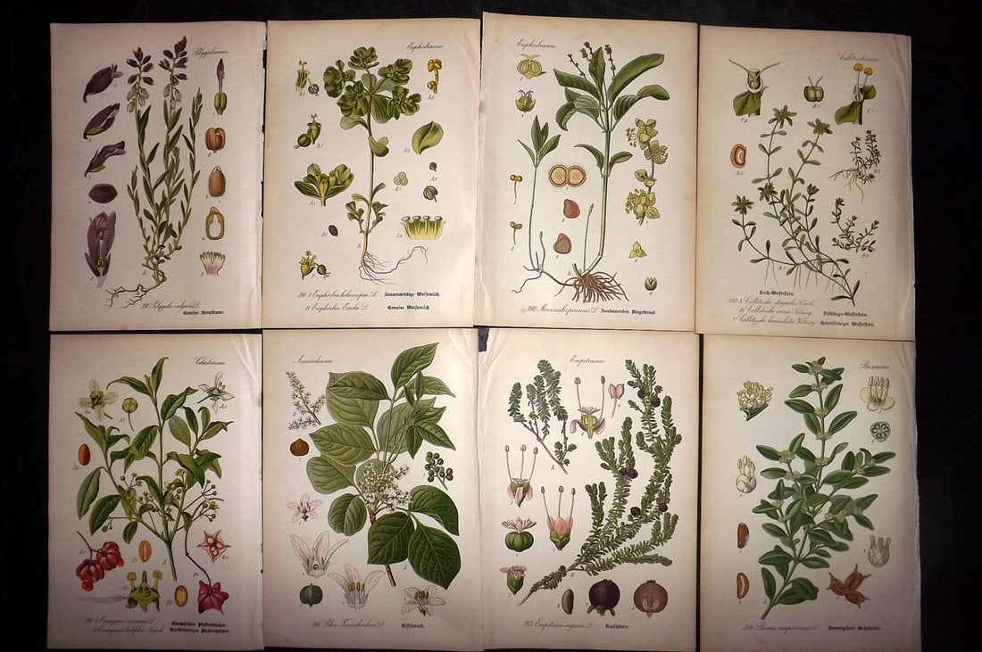 Thome, Otto 1903 Lot of 8 Antique Botanical Prints: Chromolithograph Published 1903-05, Verlag, Germany for "Flora von Deutschland, Osterreich und der Schweiz" by Otto Wilhelm Thome et al. Paper Size: 8.5 x 6 inch (22 x 15cm) Good Condition