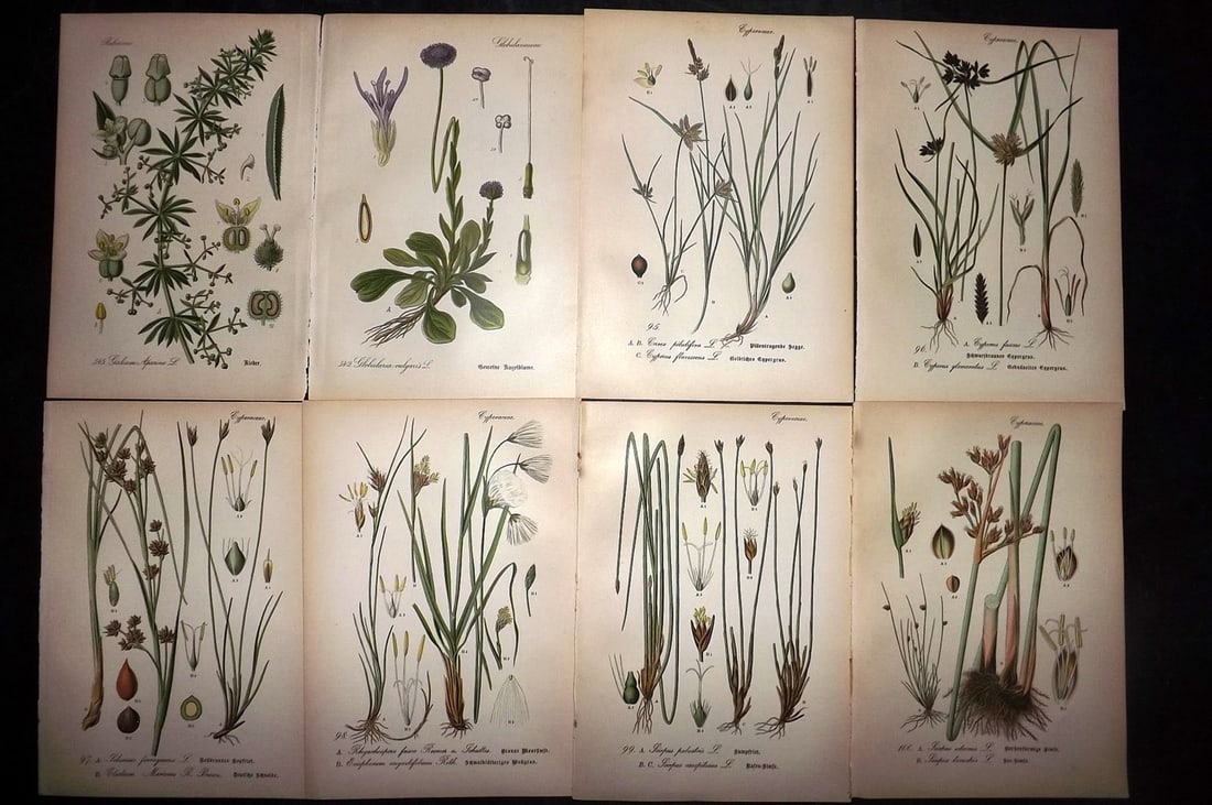 Thome, Otto 1903 Lot of 8 Antique Botanical Prints: Chromolithograph Published 1903-05, Verlag, Germany for "Flora von Deutschland, Osterreich und der Schweiz" by Otto Wilhelm Thome et al. Paper Size: 8.5 x 6 inch (22 x 15cm) Good Condition