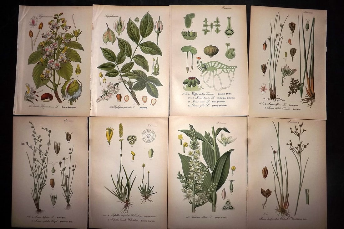Thome, Otto 1903 Lot of 8 Antique Botanical Prints: Chromolithograph Published 1903-05, Verlag, Germany for "Flora von Deutschland, Osterreich und der Schweiz" by Otto Wilhelm Thome et al. Paper Size: 8.5 x 6 inch (22 x 15cm) Good Condition