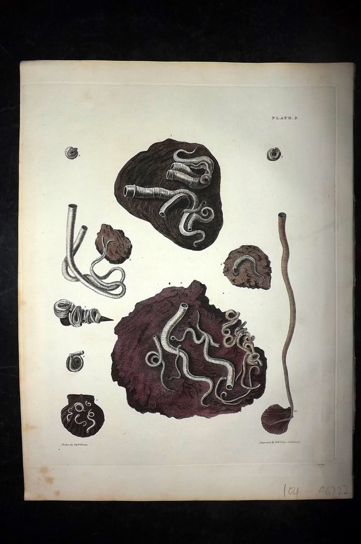 Brown, Captain 1827 Folio Hand Col Shell Print 02: Folio Steel Engraving/Etching Published 1827, London for Illustrations of the Conchology of Great Britain and Ireland" by Captain Thomas Brown. Engraved by W. H. and D. Lizars. Fine hand colour as iss
