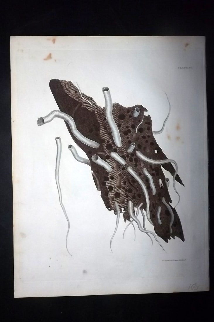 Brown, Captain 1827 Folio Hand Col Shell Print 07: Folio Steel Engraving/Etching Published 1827, London for Illustrations of the Conchology of Great Britain and Ireland" by Captain Thomas Brown. Engraved by W. H. and D. Lizars. Fine hand colour as iss