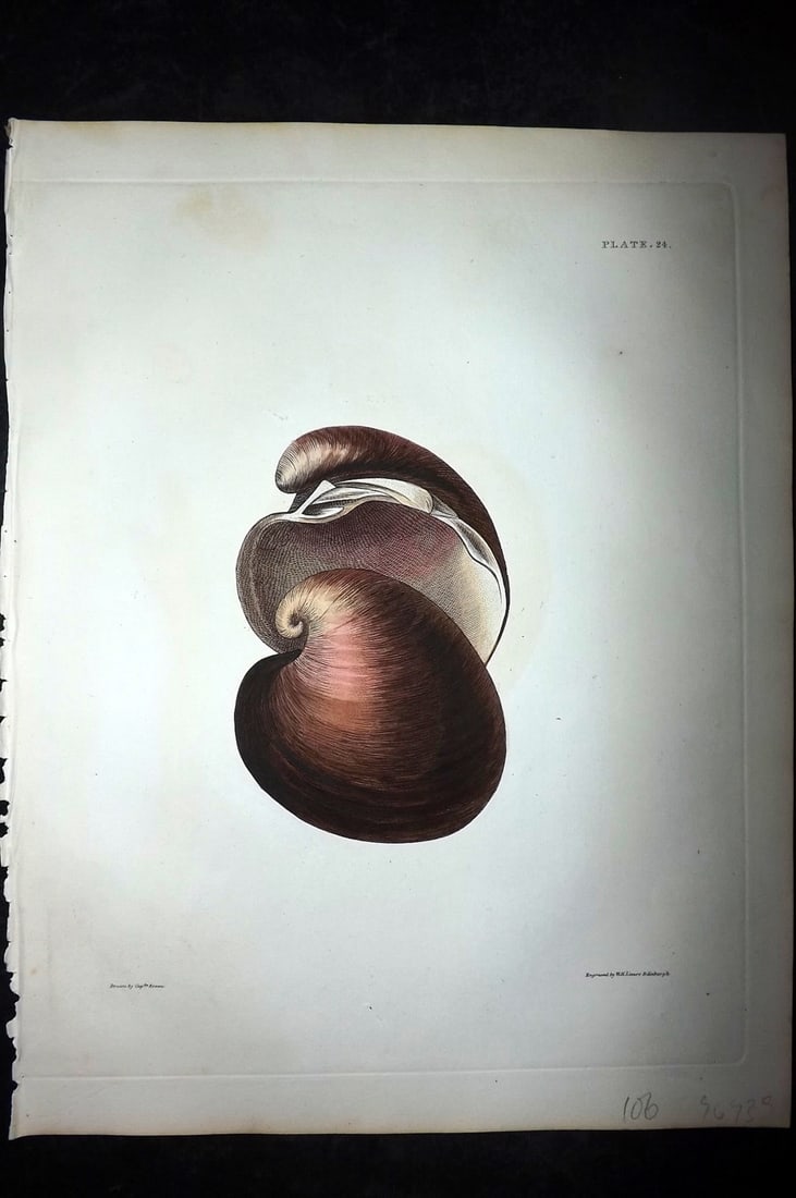 Brown, Captain 1827 Folio Hand Col Shell Print 24 (1 of 2)
