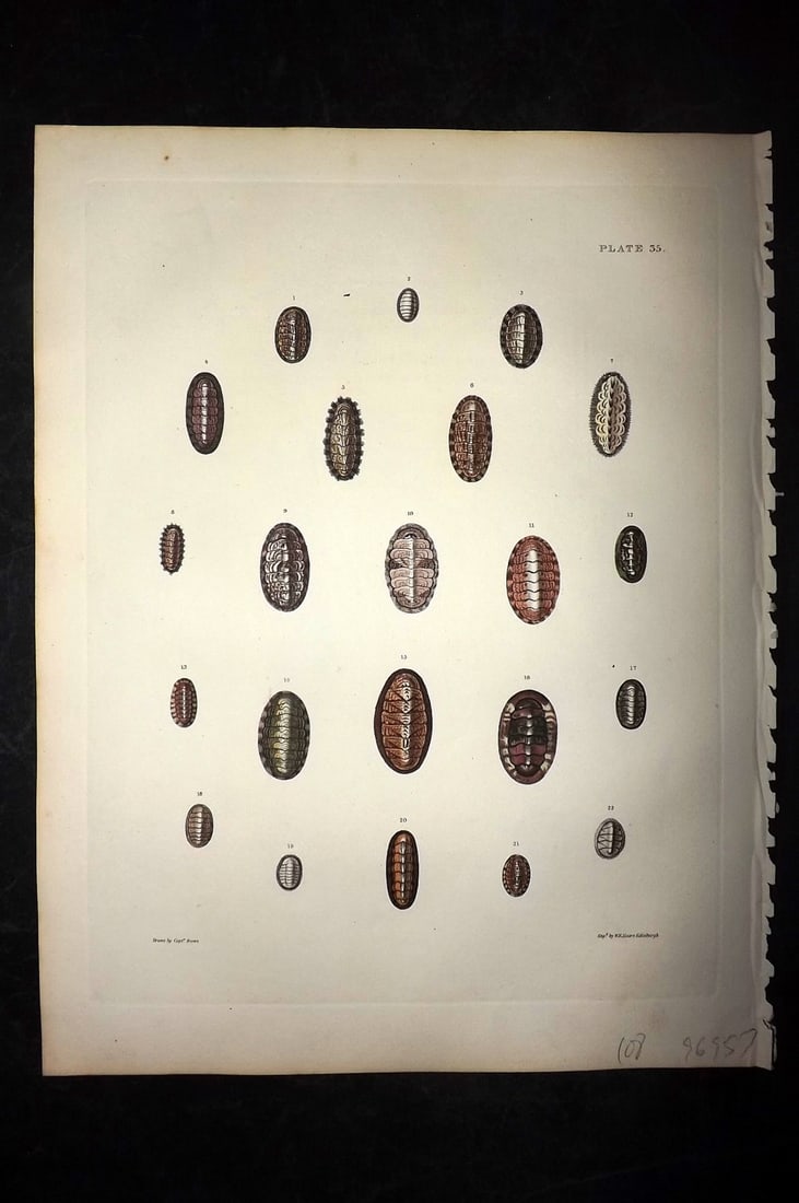 Brown, Captain 1827 Folio Hand Col Shell Print 35: Folio Steel Engraving/Etching Published 1827, London for Illustrations of the Conchology of Great Britain and Ireland" by Captain Thomas Brown. Engraved by W. H. and D. Lizars. Fine hand colour as iss