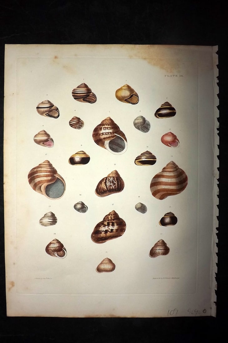 Brown, Captain 1827 Folio Hand Col Shell Print 39 (1 of 2)