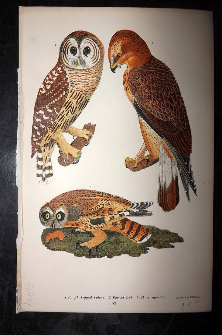 Wilson, Alexander 1877 American Bird Print. Barred & Short Eared Owl, Rough Legged Falcon (1 of 1)