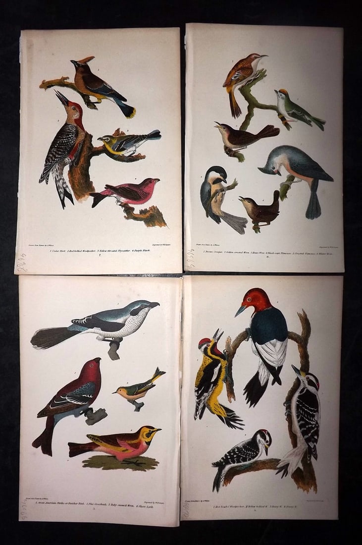Wilson, Alexander 1877 Lot of 4 American Bird Prints (1 of 2)