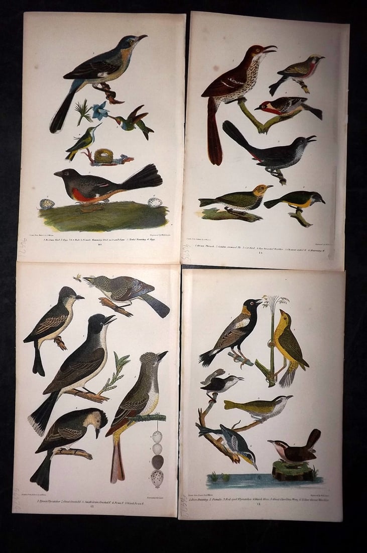 Wilson, Alexander 1877 Lot of 4 American Bird Prints: Chromolithograph Published 1877, London for "American Ornithology; or, The Natural History of the Birds of the United States" by Alexander Wilson, Charles Lucien Bonaparte and William Jardine. Paper S