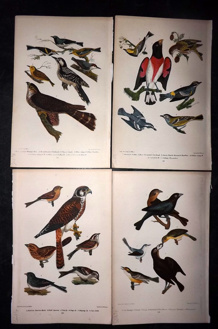 Wilson, Alexander 1877 Lot of 4 American Bird Prints: Chromolithograph Published 1877, London for "American Ornithology; or, The Natural History of the Birds of the United States" by Alexander Wilson, Charles Lucien Bonaparte and William Jardine. Paper S