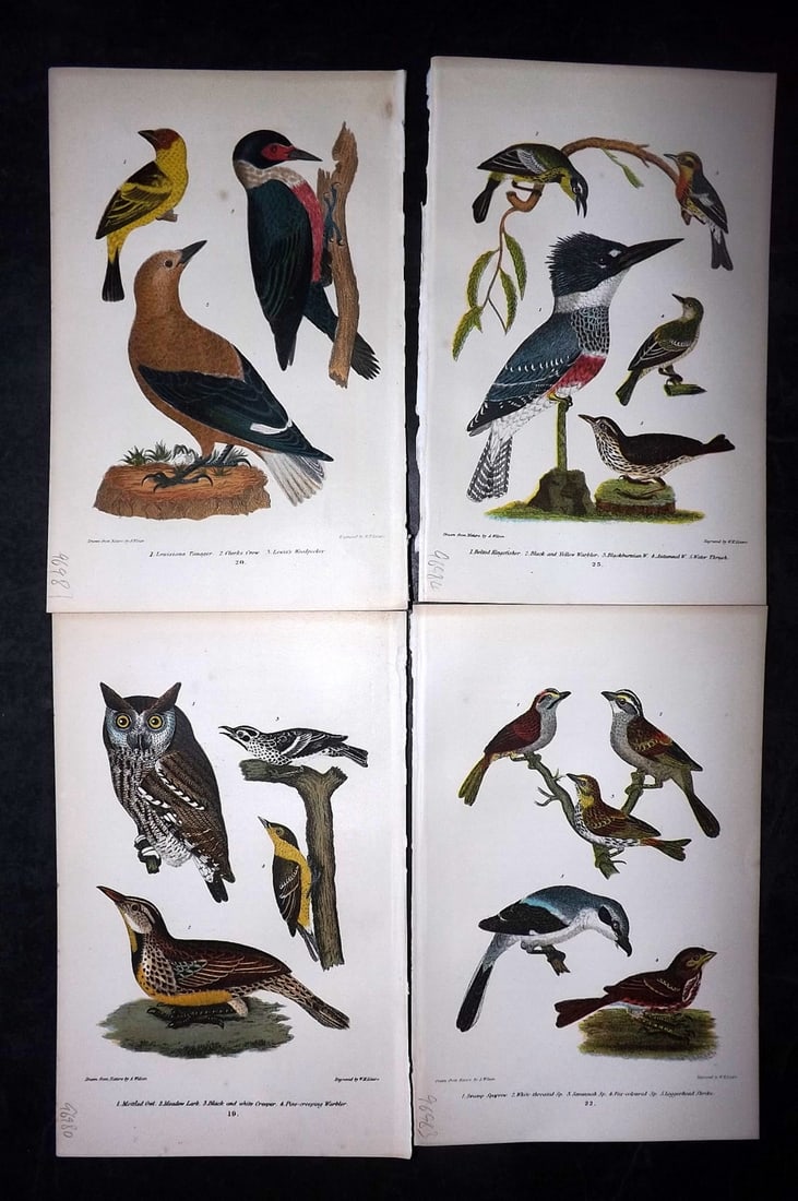 Wilson, Alexander 1877 Lot of 4 American Bird Prints (1 of 2)